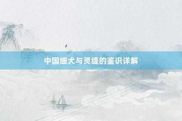 中国细犬与灵缇的鉴识详解